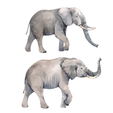 suluboya fil illüstrasyon