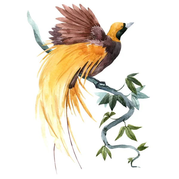 Watercolor tropical paradise bird illustration — Stok fotoğraf