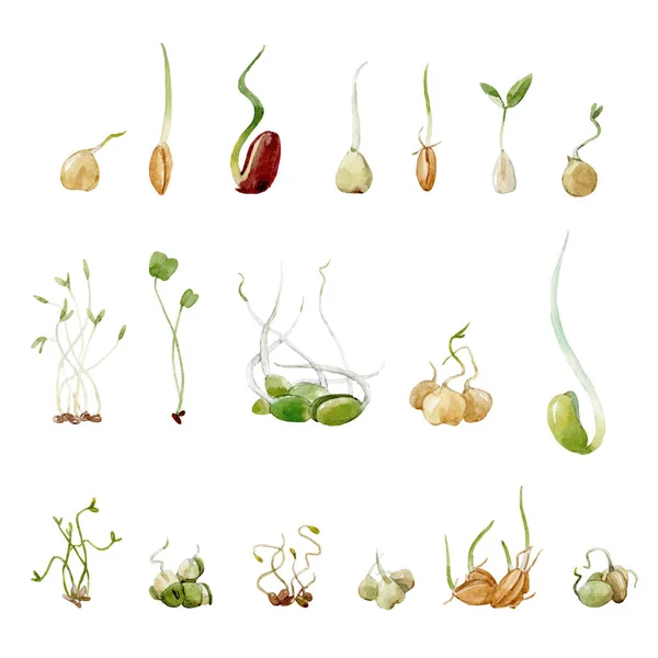 Conjunto de brotos de sementes de ervilhas de feijão aquarela — Fotografia de Stock