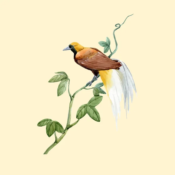 水彩画の楽園鳥ベクトルイラスト — ストックベクタ