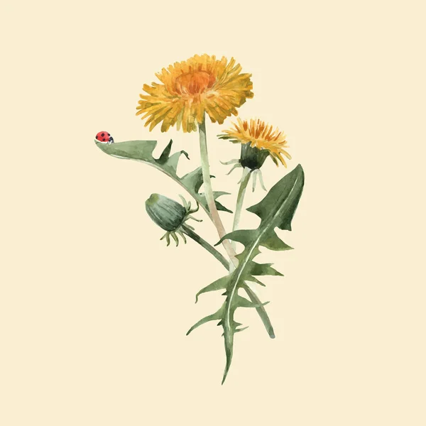 Aquarell Löwenzahn Pusteblume Vektor Illustration — Stockvektor