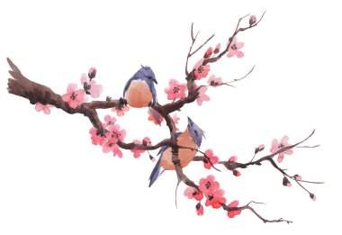 Suluboya Sakura şube