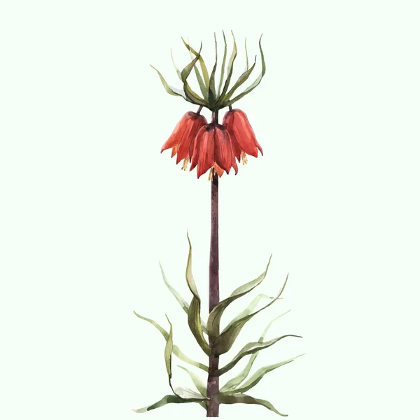 Kaiserliche fritilläre Blume Vektor Illustration — Stockvektor