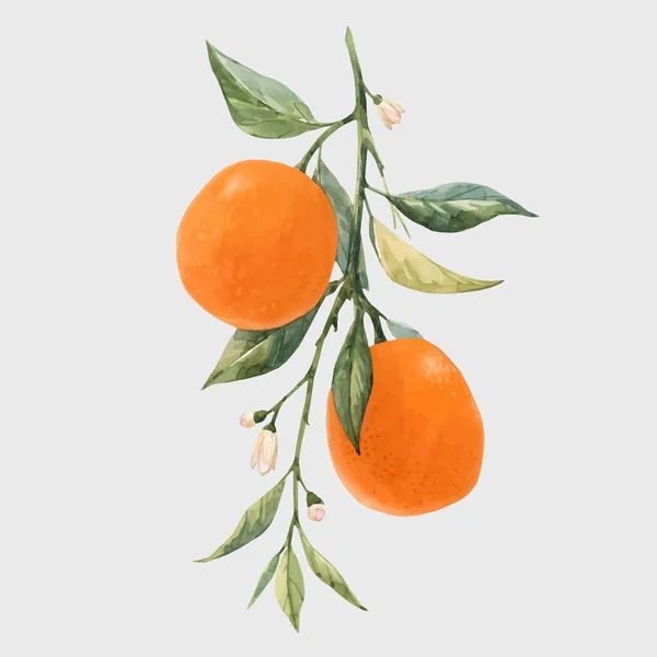 Akvarell citrusfélék vektoros illusztráció — Stock Vector