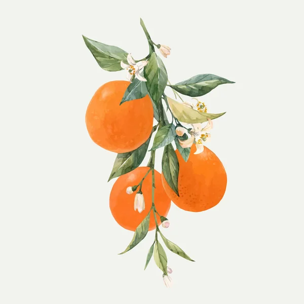 Watercolor citrus fruits vector illustration — Stock Vector