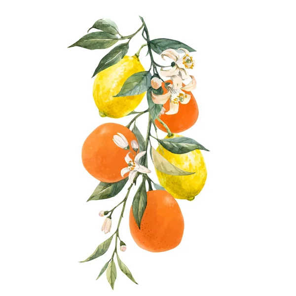 Akvarell citrusfrukter vektor illustration — Stock vektor