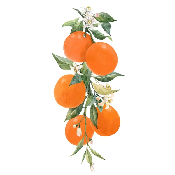 水彩柑橘類果実ベクトルイラスト — ストックベクタ