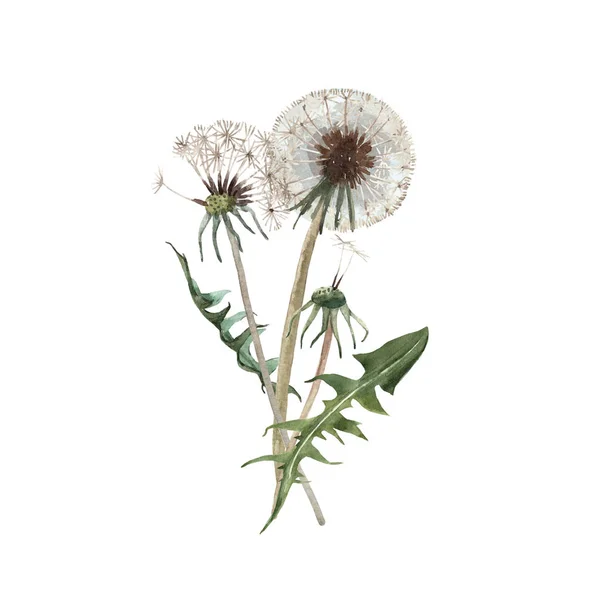 Aquarell Löwenzahn Pusteblume Illustration — Stockfoto