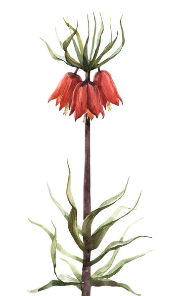 Imperial fritillary flower illustration