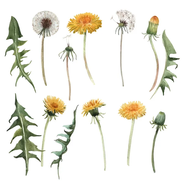 Watercolor dandelion blowball illustration — Stock Photo, Image