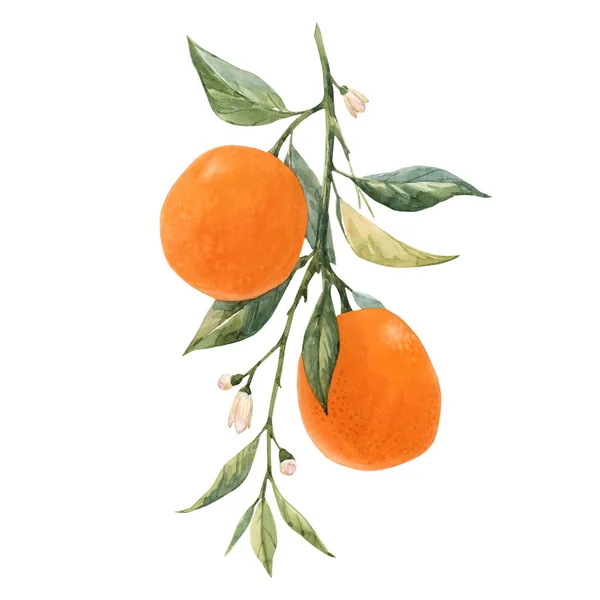 Watercolor citrus fruits illustration — Stock Photo, Image