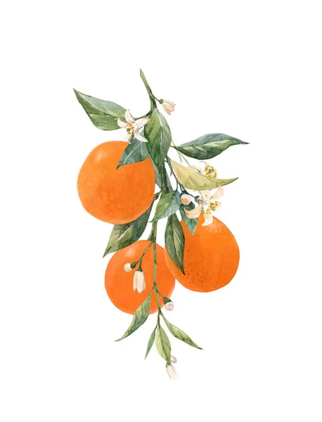 Watercolor citrus fruits illustration — Stock Photo, Image