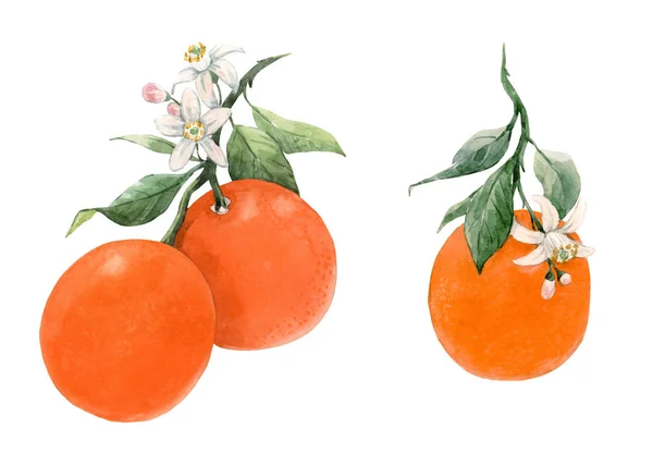 Aquarel citrus vruchten illustratie — Stockfoto