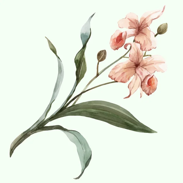 Acuarela vector flor orquídea tropical — Archivo Imágenes Vectoriales