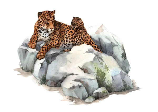 Watercolor jaguar illustration