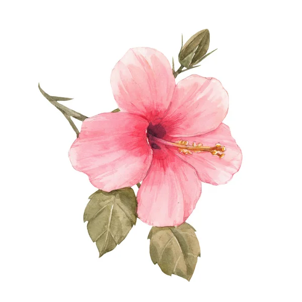 Watercolor hibiscus illustration — Stock Photo, Image