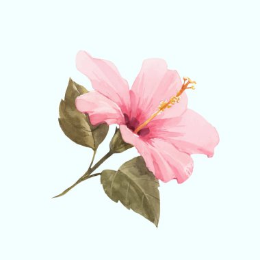 Suluboya hibiscus vektör illüstrasyon