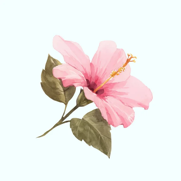 Suluboya hibiscus vektör illüstrasyon — Stok Vektör