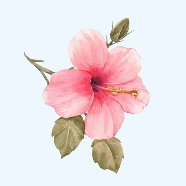 Watercolor hibiscus vector illustration — Stock Vector