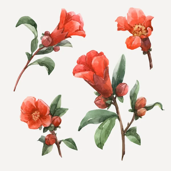 Akvarell granatäpple vektor blommor — Stock vektor
