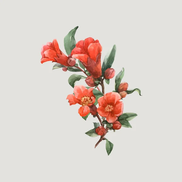 Aquarel granaatappel vector bloemen — Stockvector