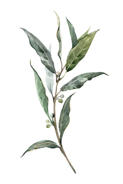 Akwarelowe liść laurowy — Zdjęcie stockowe