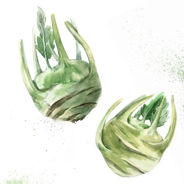 Aquarell Kohlrabi Gemüse — Stockfoto
