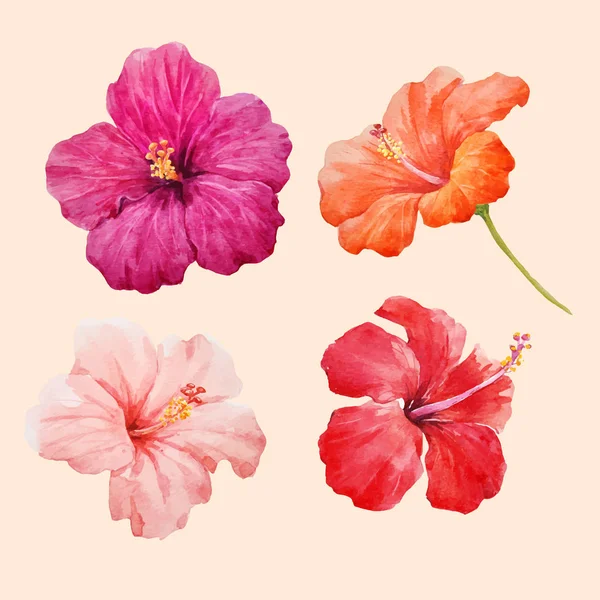 Watercolor hibiscus illustrations vector set — Stock Vector