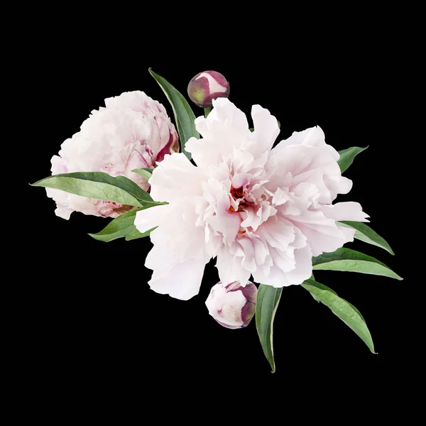 Isolated peony photo — Stock Photo, Image