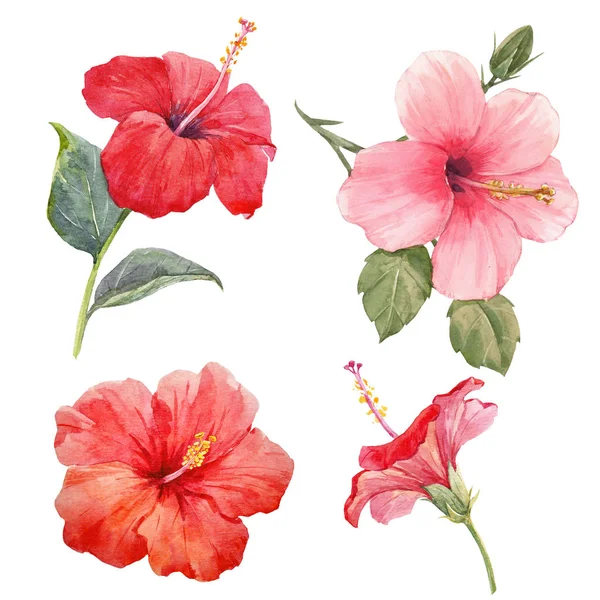 Akwarela hibiskus zestaw ilustracji — Zdjęcie stockowe