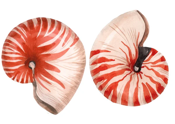 Acquerello vita marina nautilus shell set — Foto Stock