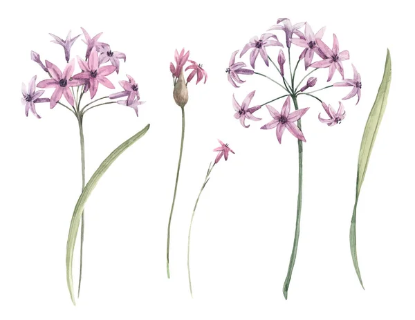 Aquarell Allium Blume Illustration — Stockfoto