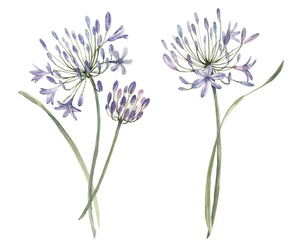 Akvarell Allium blomma illustration — Stockfoto