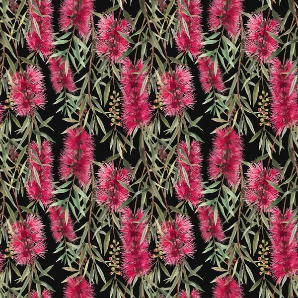 Aquarelle australienne callistemon motif sans couture — Image vectorielle