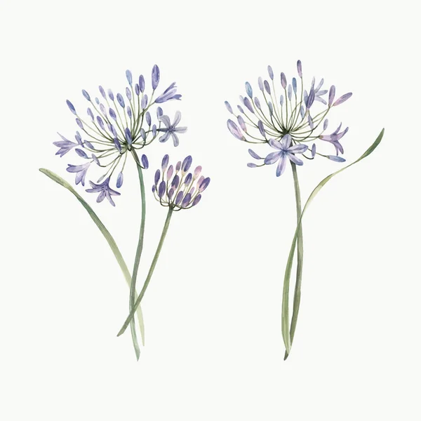 Akvarell Allium blomma vektor illustration — Stock vektor