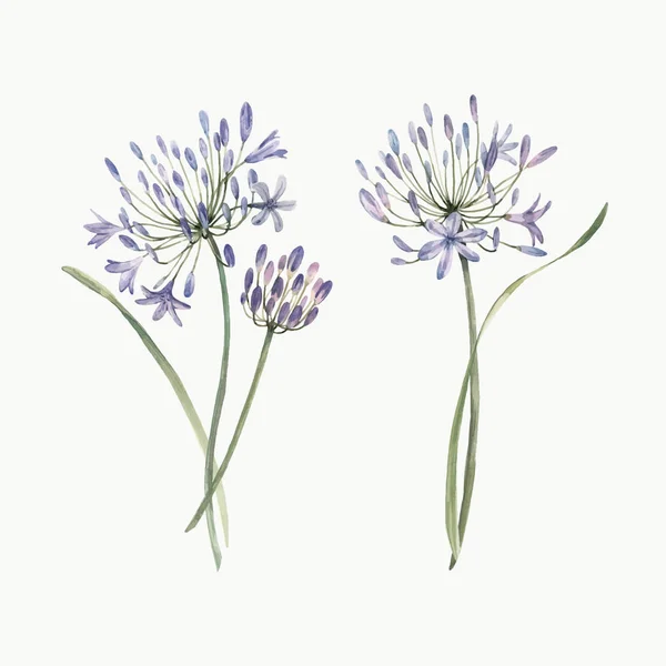 Illustrazione del vettore del fiore dell'allium dell'acquerello — Vettoriale Stock