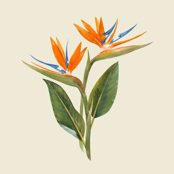 Watercolor strelitzia flowers vector illustration — Stock Vector