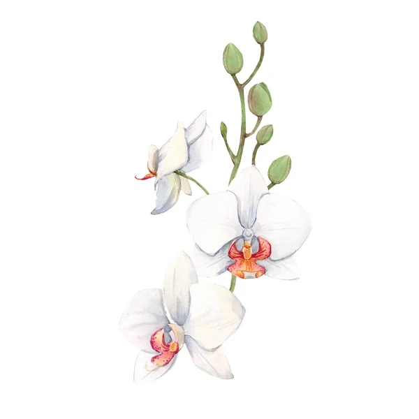 Aquarell Orchidee weiße Blumen Illustration — Stockfoto