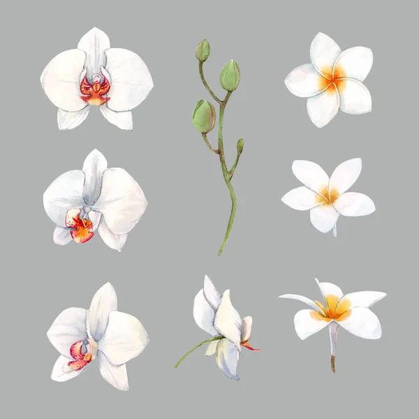 Watercolor orchid white flowers illustration — Stock Photo, Image