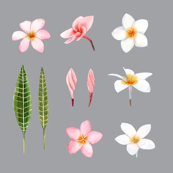 Acuarela orquídea flores blancas ilustración —  Fotos de Stock
