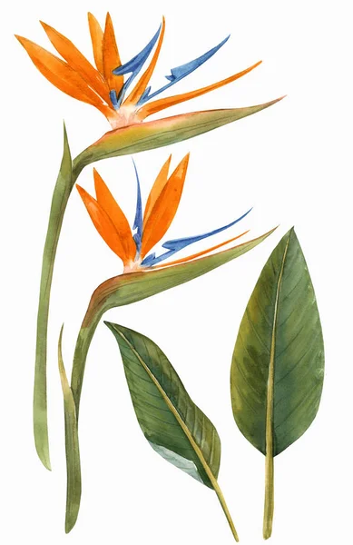 Acquerello strelitzia fiori illustrazione — Foto Stock