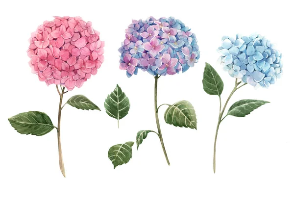 Akvarell gortensia blommor illustration — Stockfoto