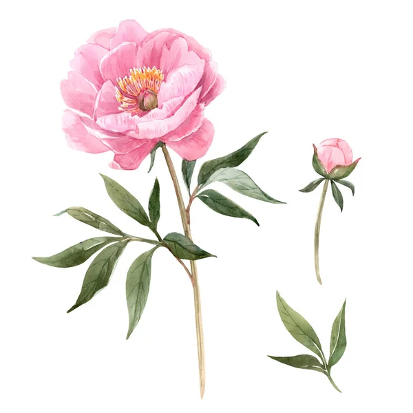 Acquerello peonia fiori illustrazione — Foto Stock