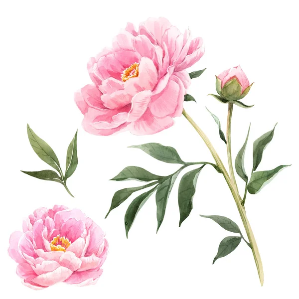 Aquarelle pivoine fleurs illustration — Photo