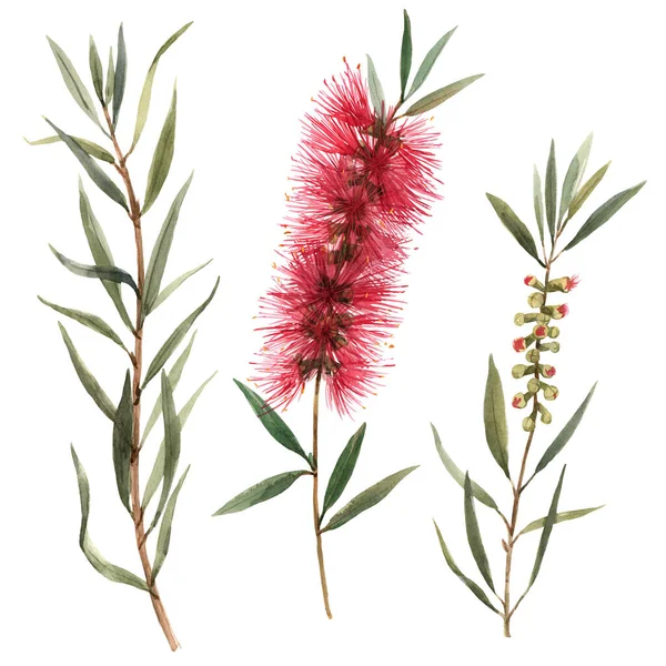 Akvarell ausztrál callistemon virágok illusztráció — Stock Fotó