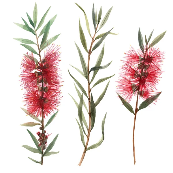 Akvarell ausztrál callistemon virágok illusztráció — Stock Fotó