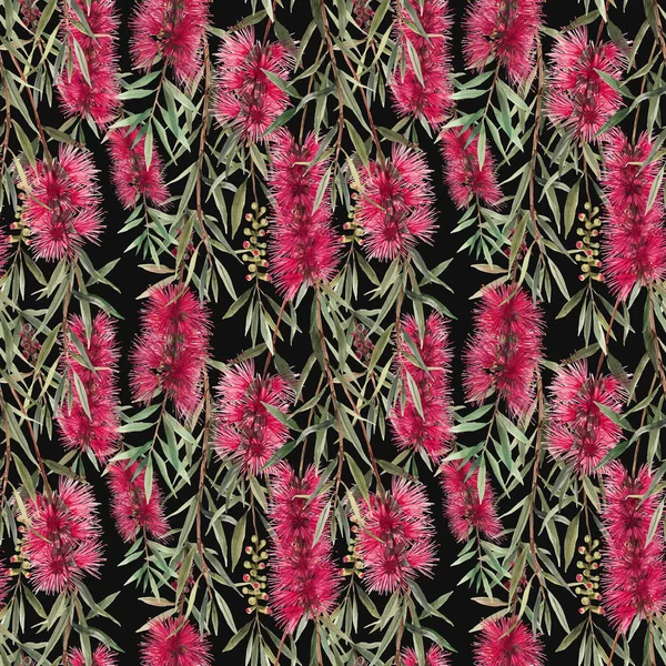 Watercolor australian callistemon seamless pattern — Stock Photo, Image