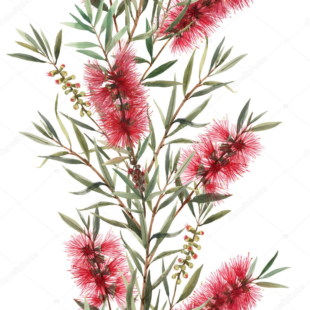 Watercolor australian callistemon seamless pattern