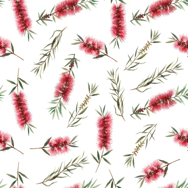수채화 호주 캘리스템 온 원활한 패턴 — 스톡 사진