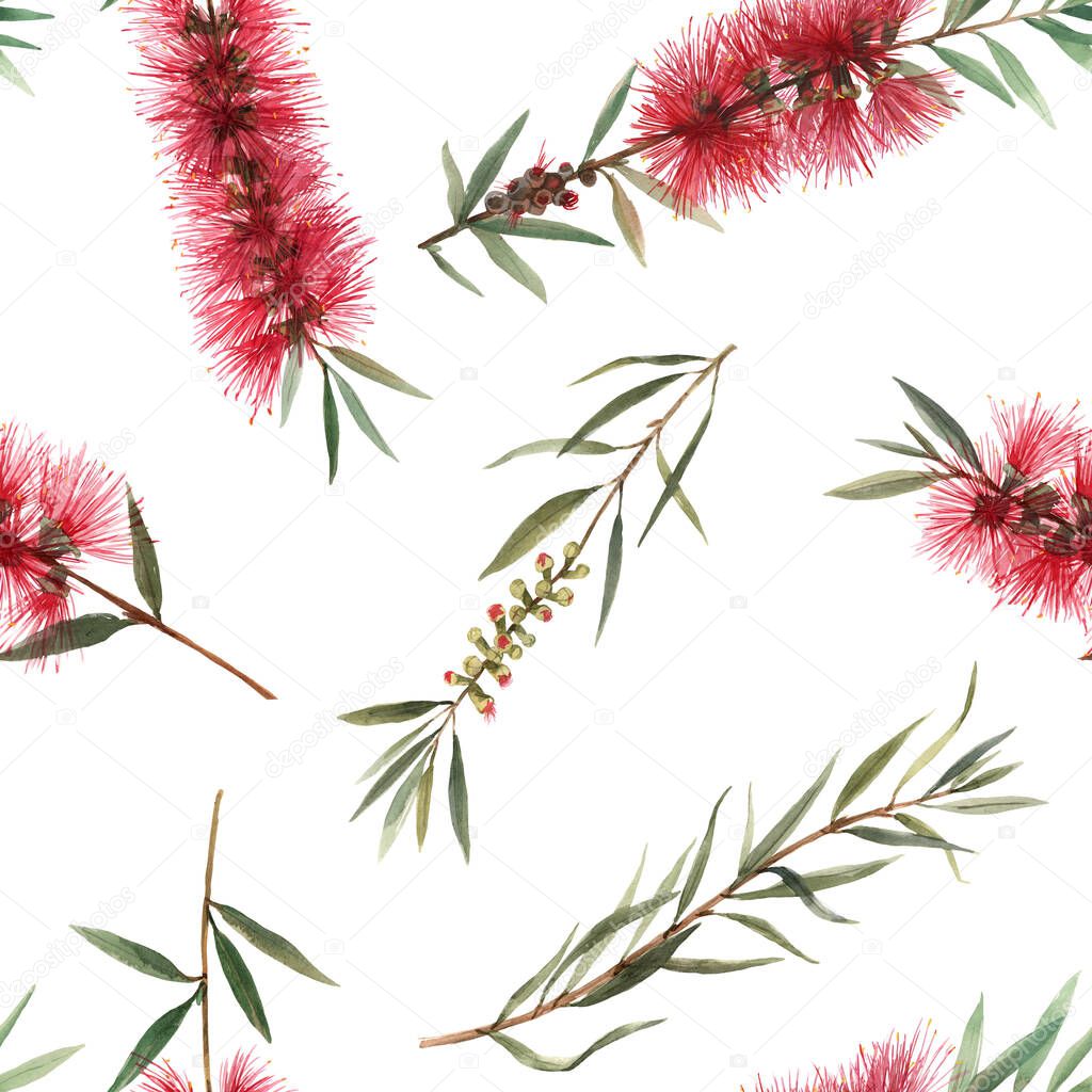 Watercolor australian callistemon seamless pattern